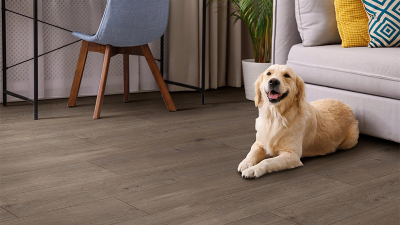 A Golden Retriever dog sitting in a living room on top of luxury vinyl plank flooring near Aldie, Virginia.